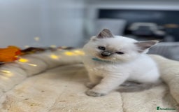 Ragdoll cats for sale: Adorable Ragdoll Kittens - GCCF registered - Image 9
