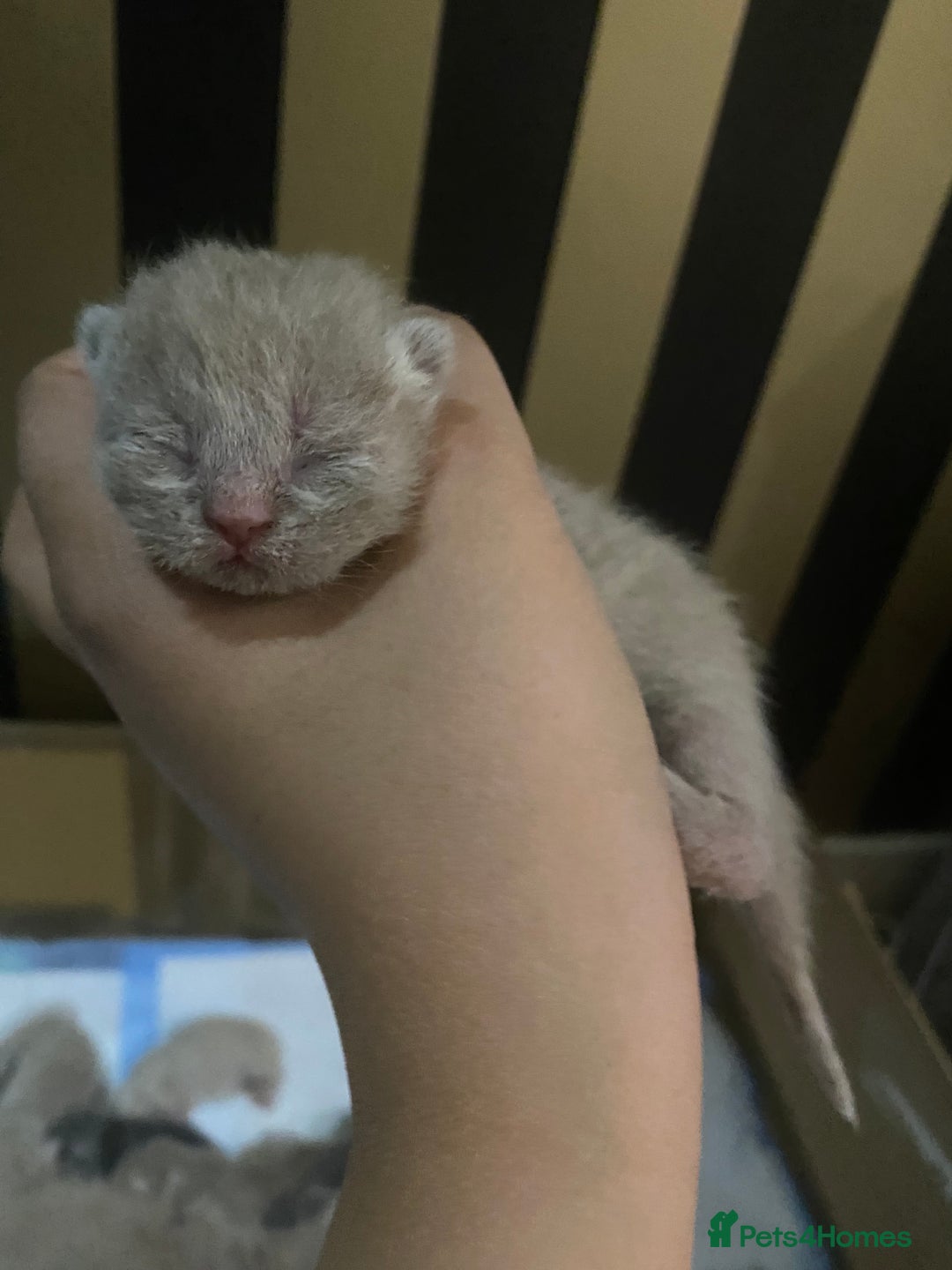 British Shorthair cats for sale: Stunning British shorthair kittens - Advert 9