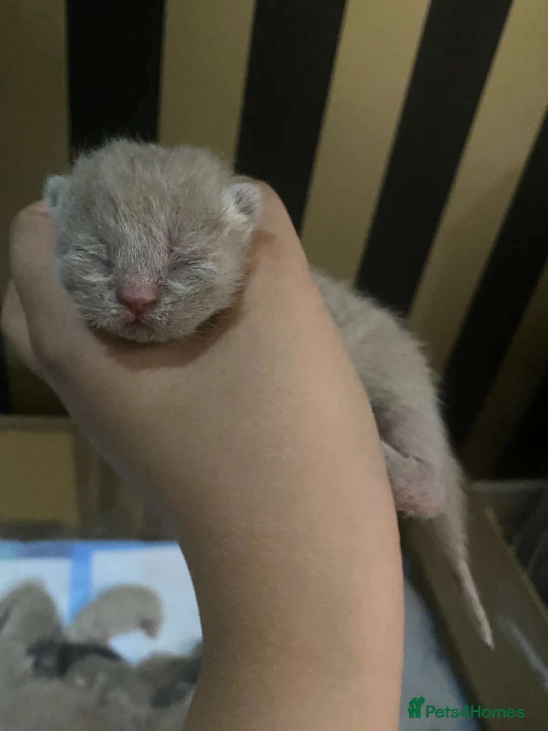 British Shorthair cats for sale: Stunning British shorthair kittens - Advert 15