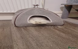 Persian cats for sale: Persian chinchilla 1 left  - Image 4