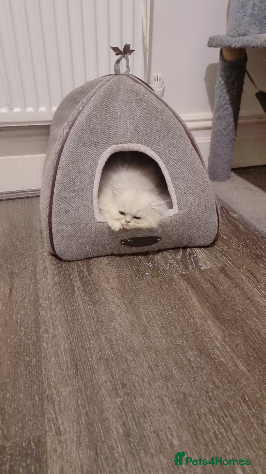 Persian cats for sale: Persian chinchilla 1 left  - Image 4