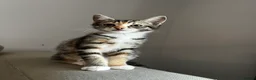 Mixed Breed cats for sale: 5 Beautiful friendly kittens - Advert 3