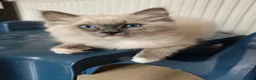 Ragdoll cats for sale: Male Ragdoll 16 weeks in Derby - Advert 5
