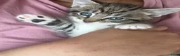 British Shorthair cats for sale: Kitten  - Advert 4