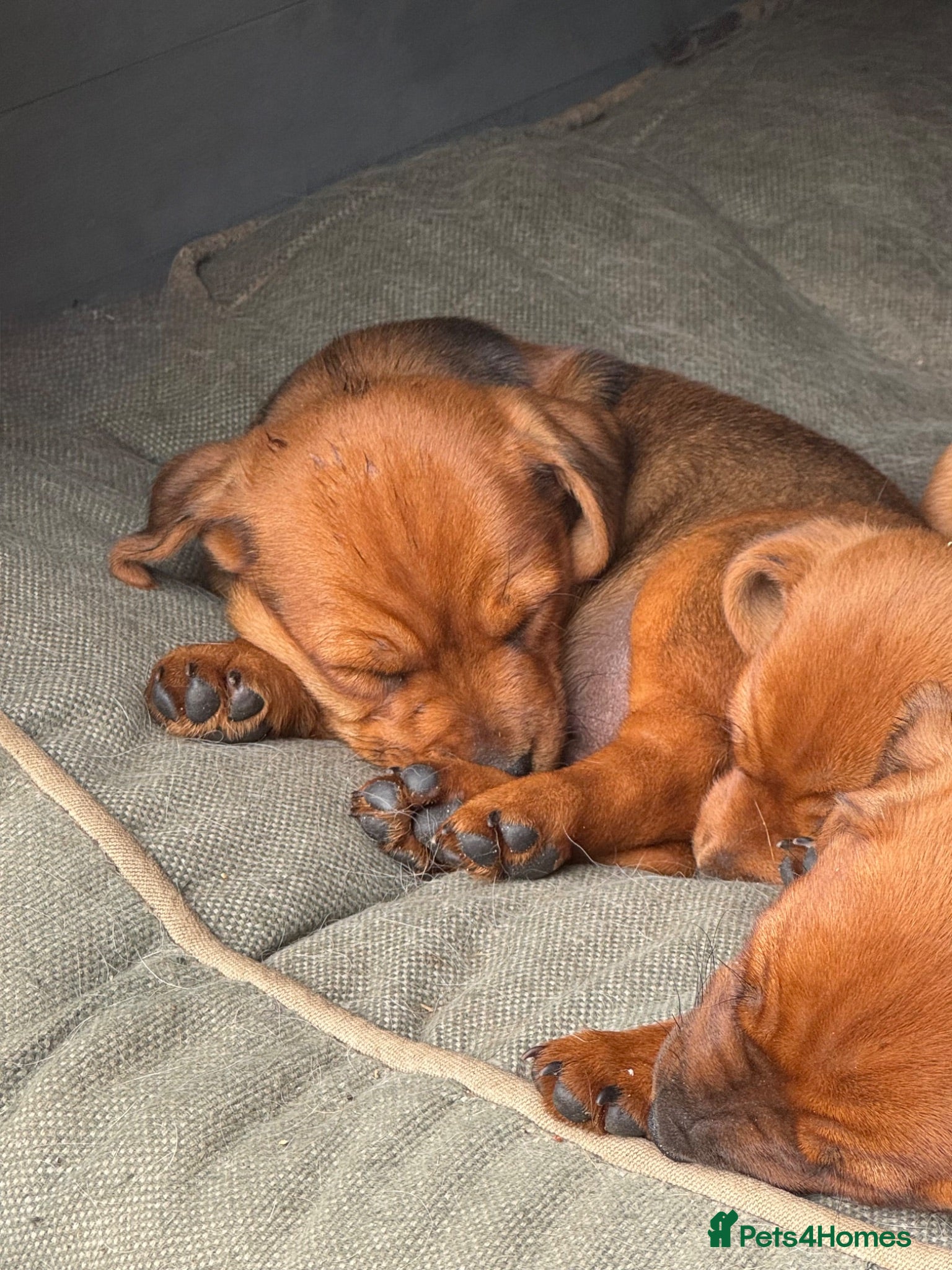 Mixed Breed dogs 3 mixed puppies looking for a new home. - Advert 2
