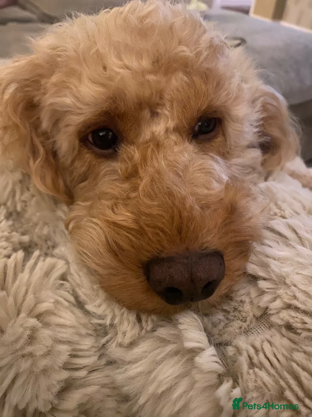 Cockapoo dogs for sale: Last little gorgeous girl  - Advert 4