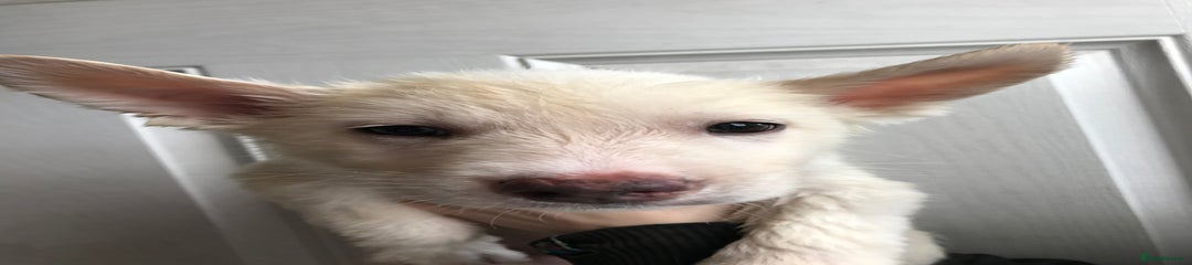 Huskita Puppy 2