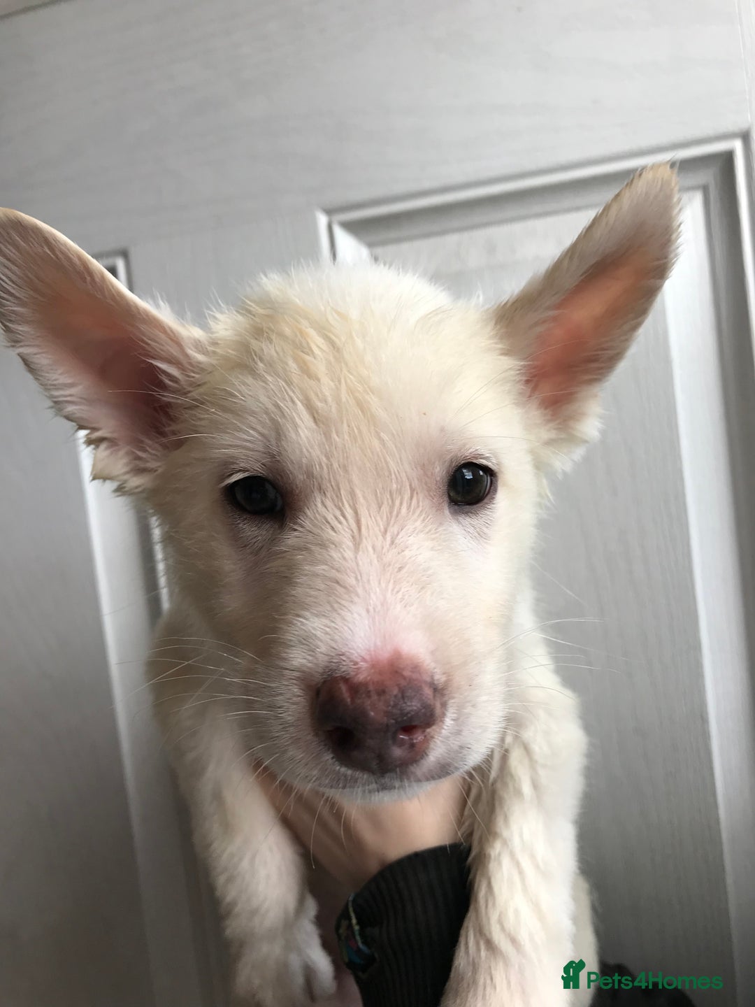 Huskita dogs for sale: Huskita puppies  - Image 2