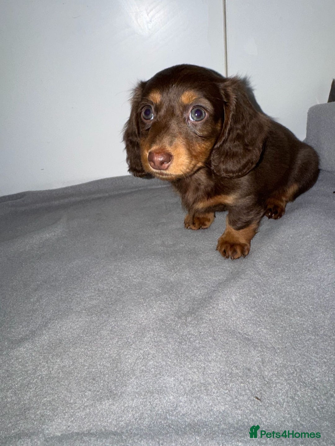 Dachshund dogs for sale: Mini long and smooth hair dachshund puppies  - Image 23