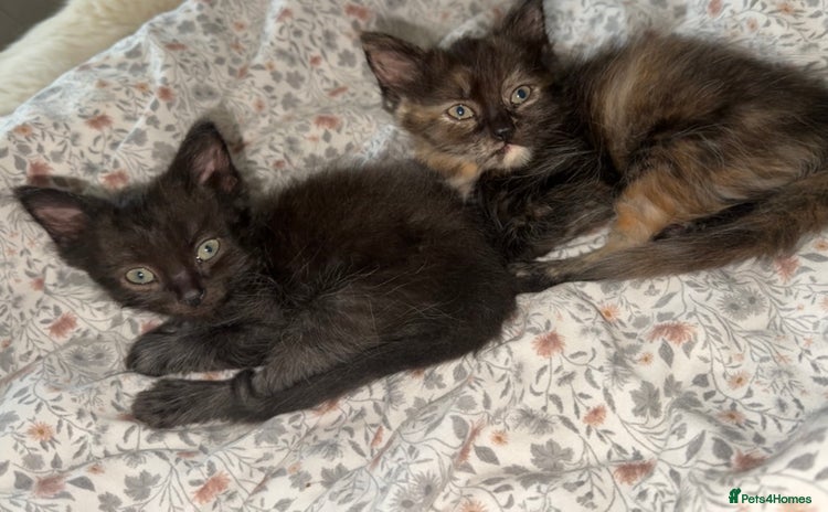 Mixed Breed cats - Advert 3