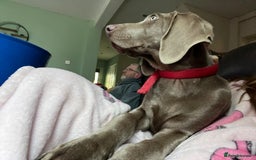 Mixed Breed dogs for sale: Ivar Weimaraner x sprocker - Image 4