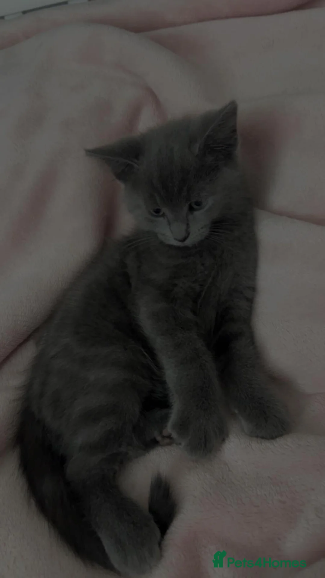 British Shorthair cats for sale: 12 weeks old grey kitten  - Advert 2