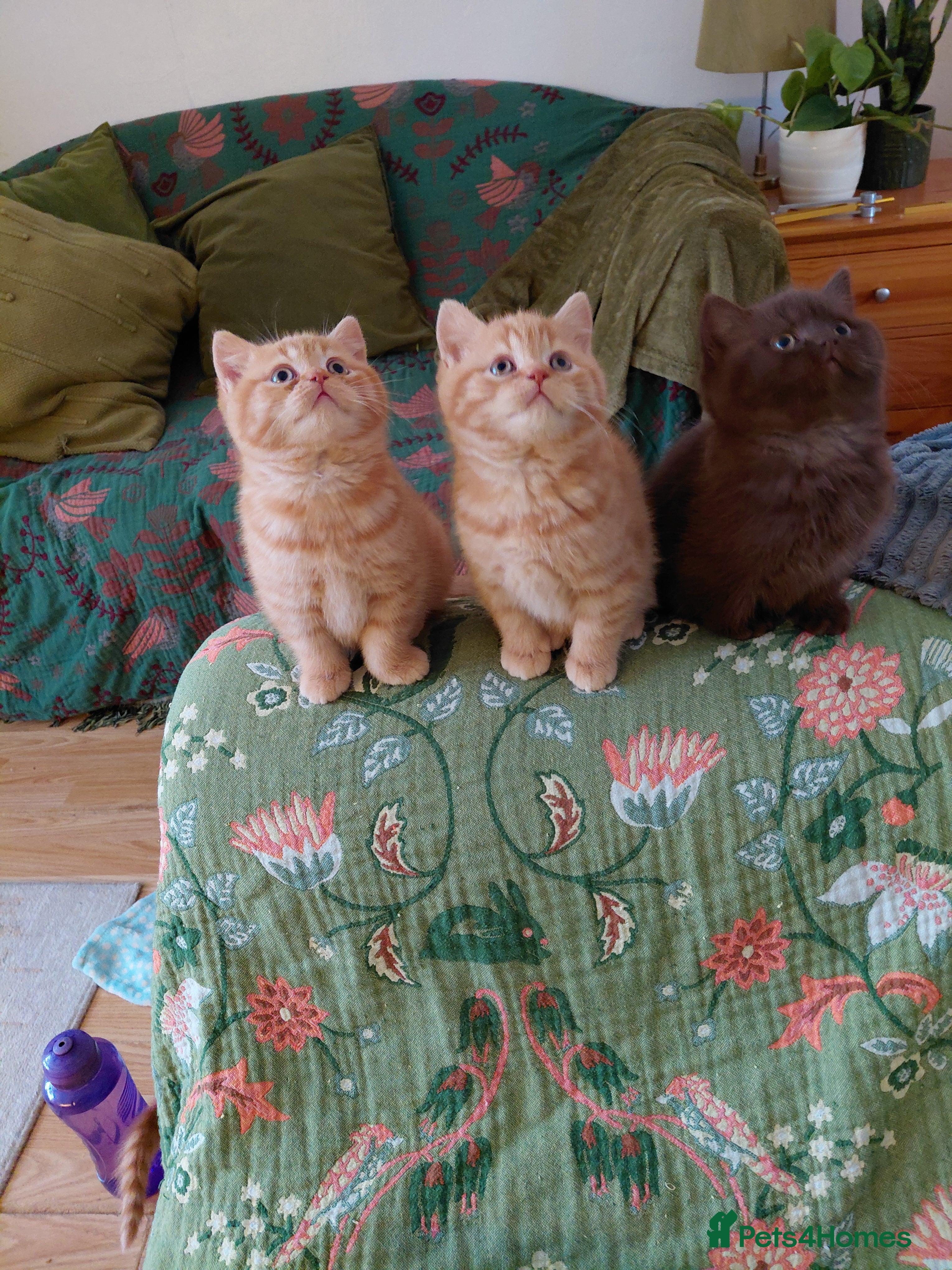 British Shorthair cats British shorthair kittens - Advert 1