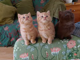 British Shorthair cats British shorthair kittens - Advert 1