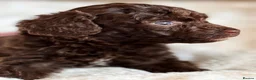 Cavapoo dogs for sale: Premium Quality Teddy Toy Cavapoos F1B - Advert 29