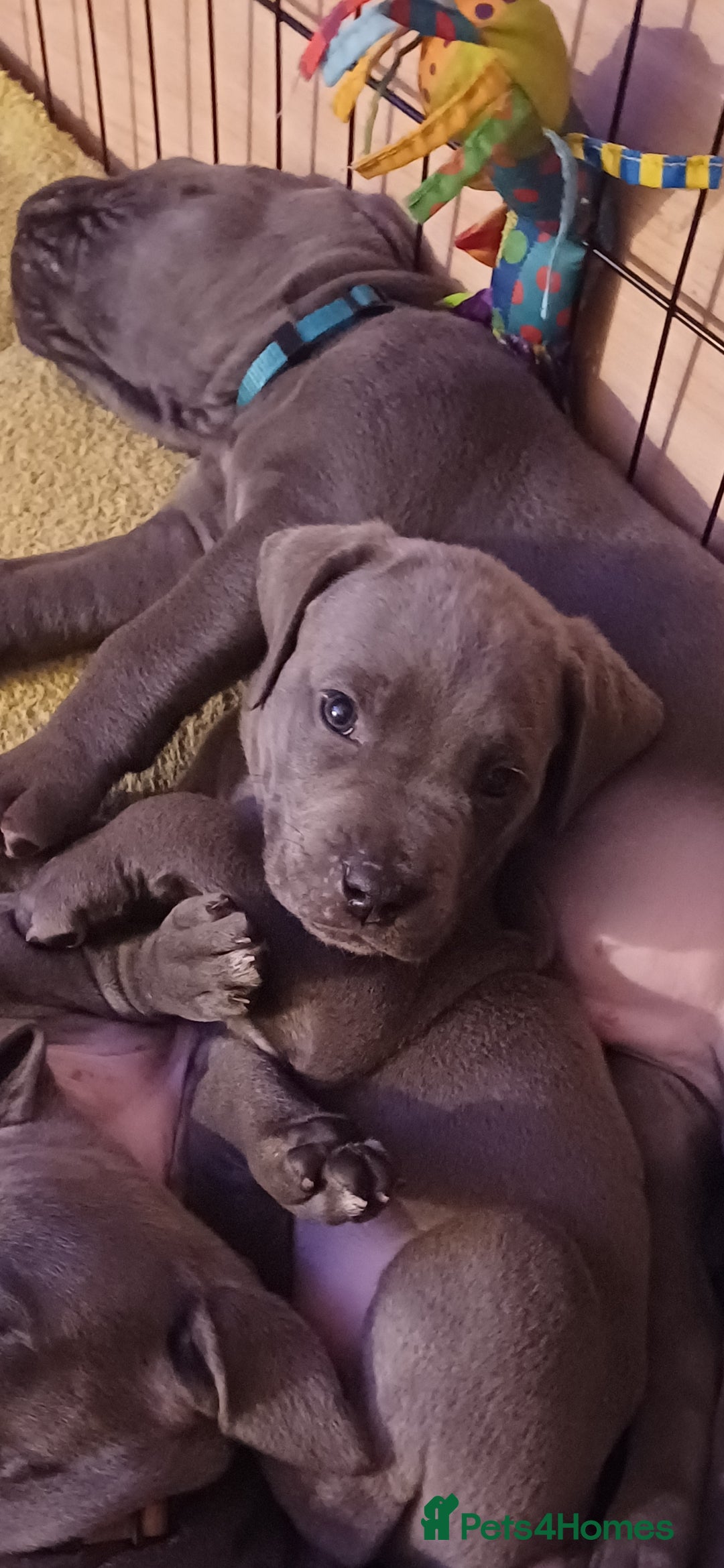 Cane Corso dogs for sale: Stunning 4th Generation Cane Corse Pups  - Advert 13
