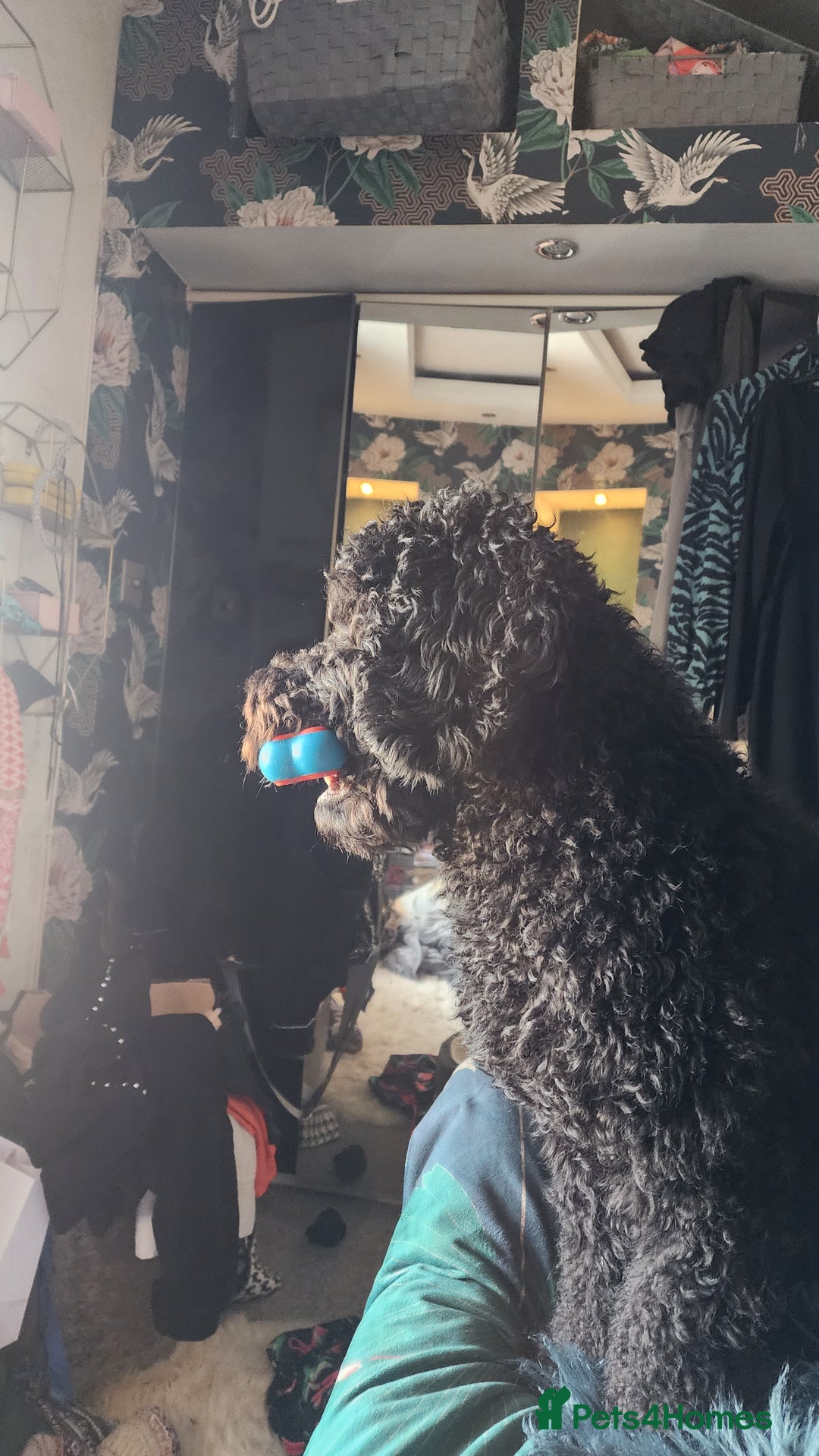 Cockapoo dogs for sale: 18 month old Cockapoo - Image 4
