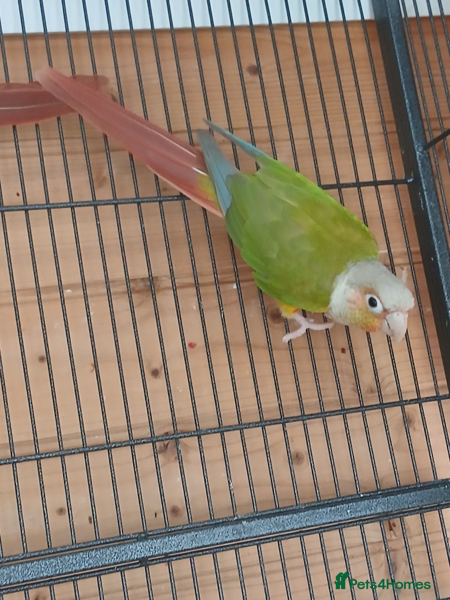 Conures birds Pair conure pineapple  - Advert 1