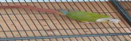 Conures birds for sale: Pair conure pineapple  - Advert 1