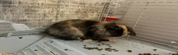 Lionhead rabbits for sale: Lionhead lops  - Advert 5
