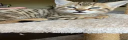 Mixed Breed cats for sale: Bengal Cross Female Kitten - Advert 7