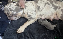 French Bulldog dogs for sale: #Reduced# True miniature French Bulldog - Image 12