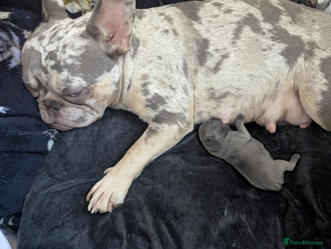 French Bulldog dogs for sale: #Reduced# True miniature French Bulldog - Image 12