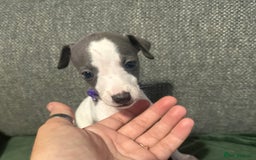 Whippet dogs for sale: stunning blue&white whippets only 2 boys available - Image 2