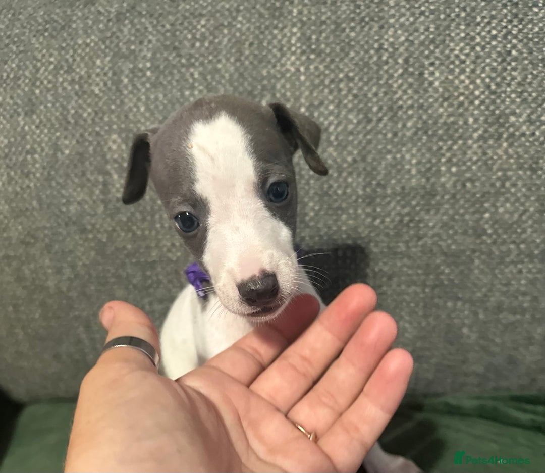 Whippet dogs for sale: stunning blue&white whippets only 2 boys available - Image 2
