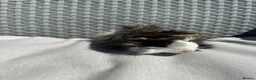 Guinea Pig rodents for sale: Very handsome baby long haired guinea pigs. - Advert 11