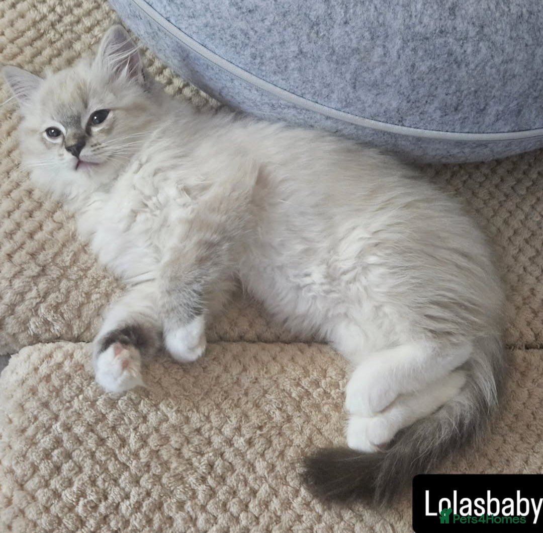 Ragdoll cats for sale: Stunning registered seal tabby ragdoll GC lines - Image 3