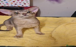 Abyssinian cats for sale: Beautiful blue boy 💙 - Image 4