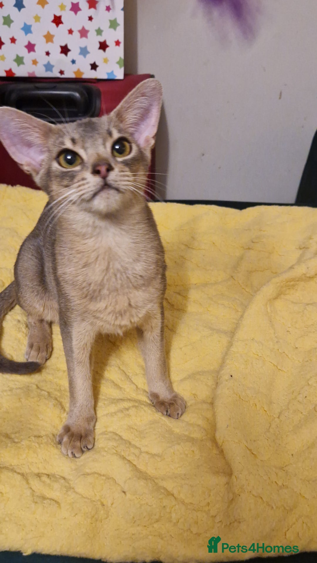 Abyssinian cats for sale: Beautiful blue boy 💙 - Image 4