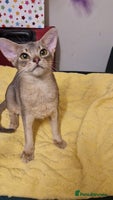 Abyssinian cats Beautiful blue boy 💙 - Advert 6
