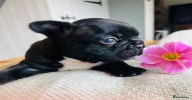 French Bulldog dogs - Advert 2