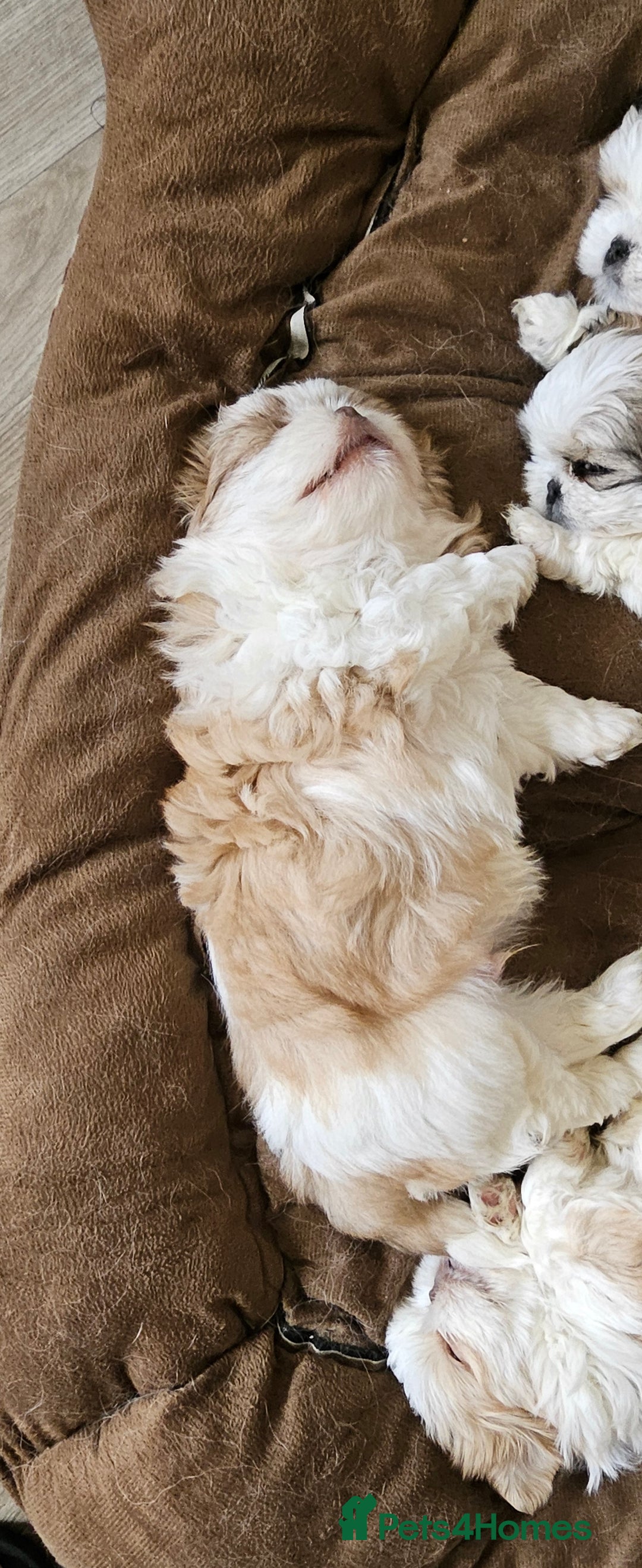 Mixed Breed dogs for sale: 4 beautiful little puppies chihuahua/shih tzu X - Advert 10