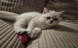 British Shorthair cats for sale: Beautiful British Shorthair girls – Ready Now! - Image 19