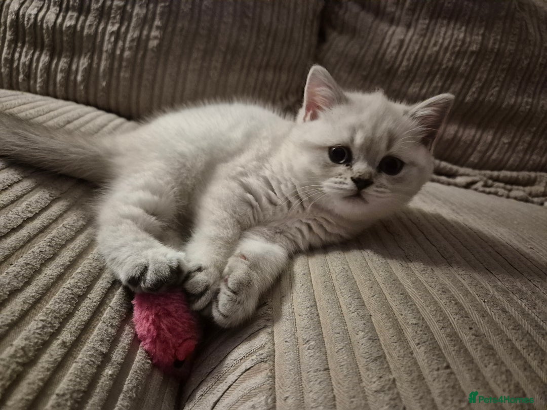British Shorthair cats for sale: Beautiful British Shorthair girls – Ready Now! - Image 19
