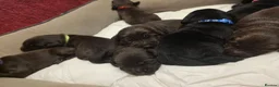 Labradoodle dogs for sale: Beautiful Labrador × Labradoodle Puppies  in Alfreton - Advert 26