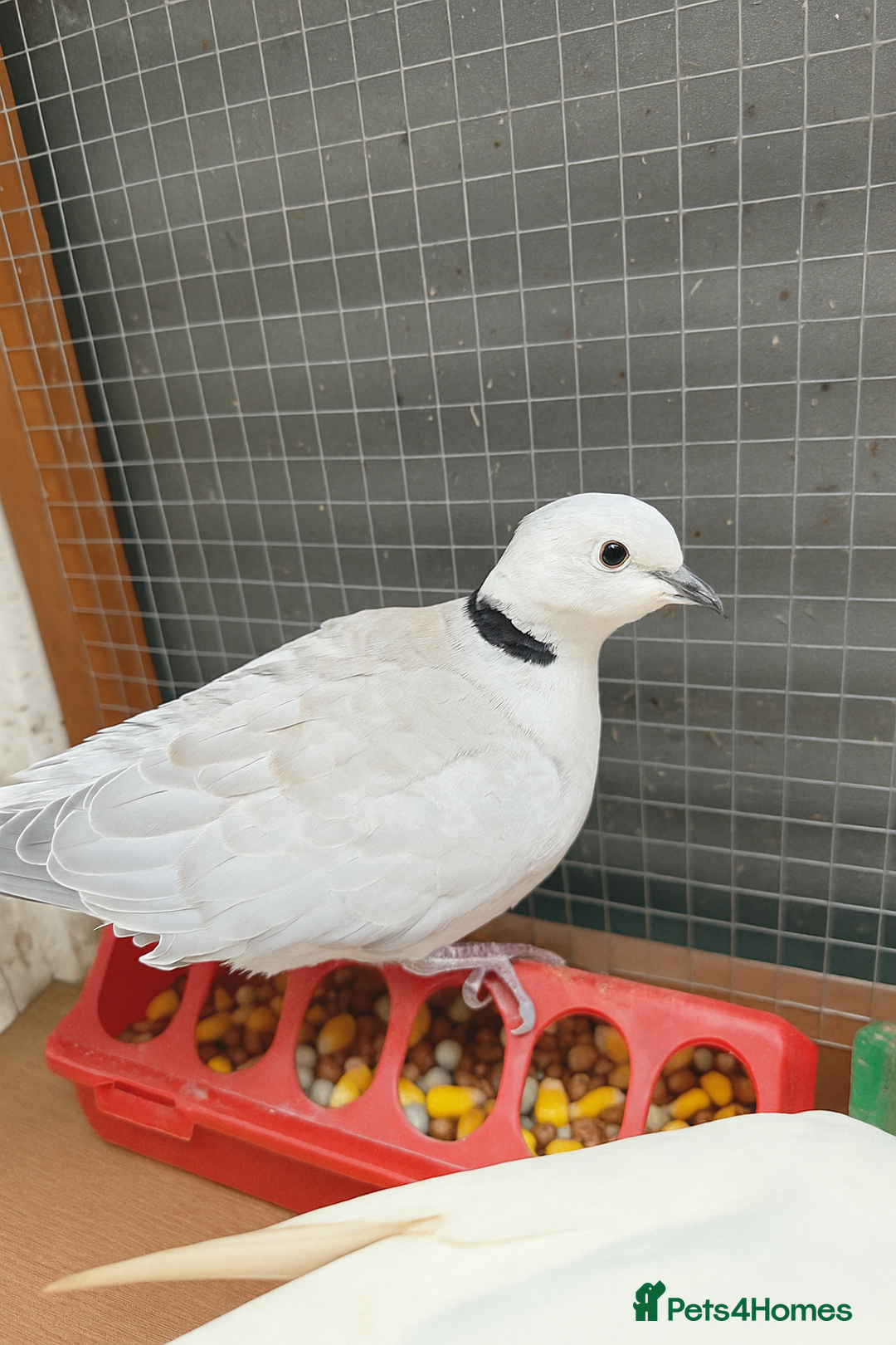 Doves birds for sale: Ring neck doves - Image 5