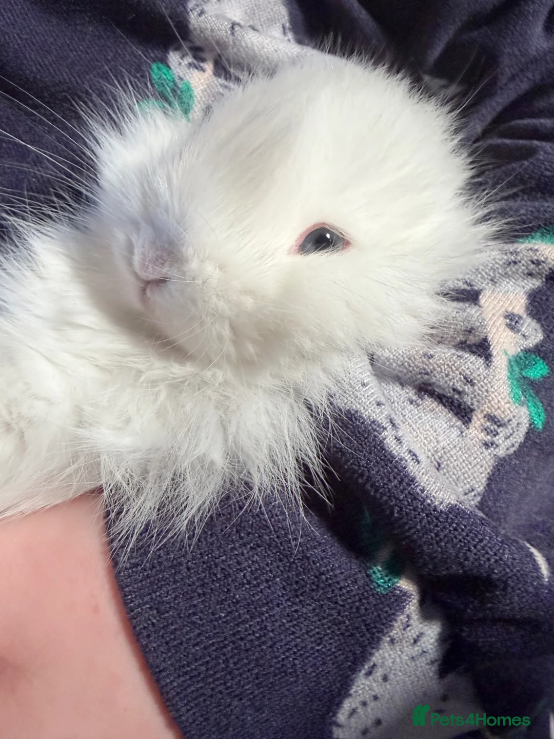 Lionhead rabbits for sale: Female white baby bunny  - Advert 4