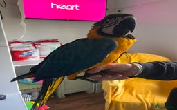 Macaws birds for sale: Baby hand reared macaw - Advert 2