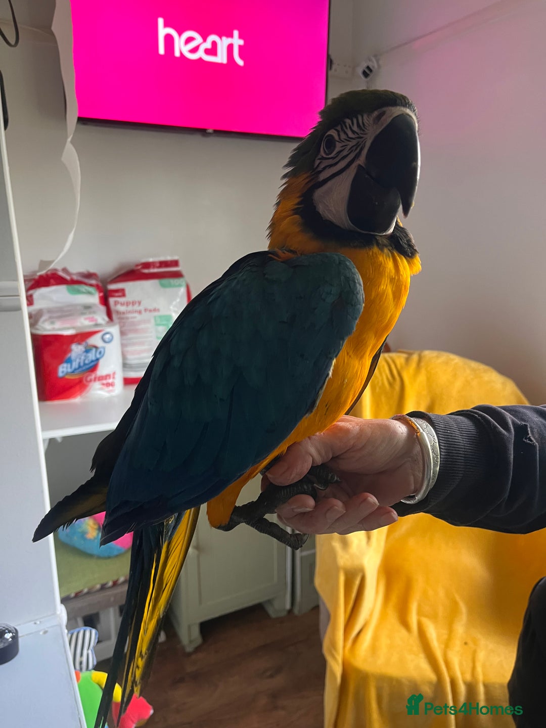 Macaws birds for sale: Baby hand reared macaw - Advert 2