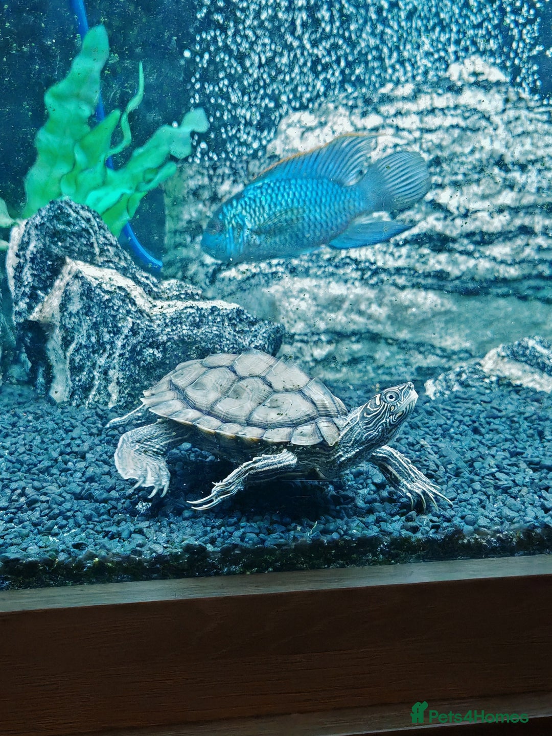 Turtle reptiles for sale: Male Mississippi map turtle - Image 2