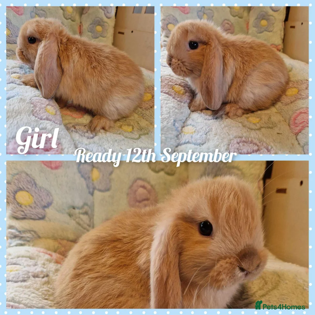 Mini Lop rabbits for sale: Mini lop pair fully vaccinated  - Advert 2