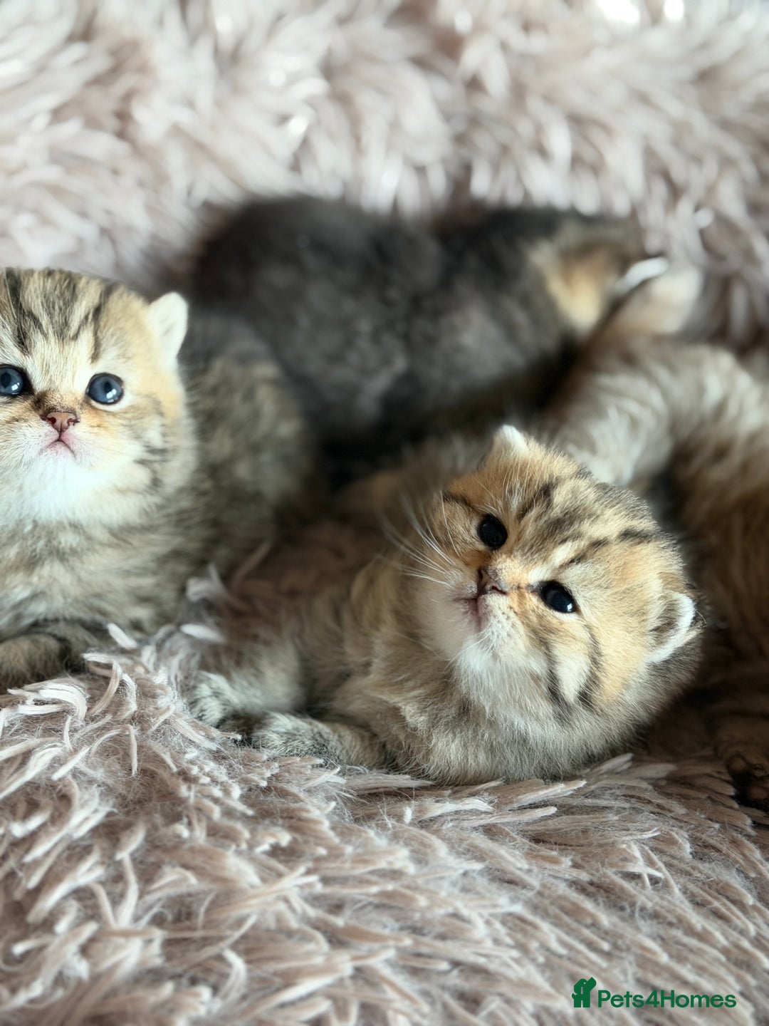 British Shorthair cats for sale: Beautiful British Shorthair Kittens – 5 Available - Advert 21