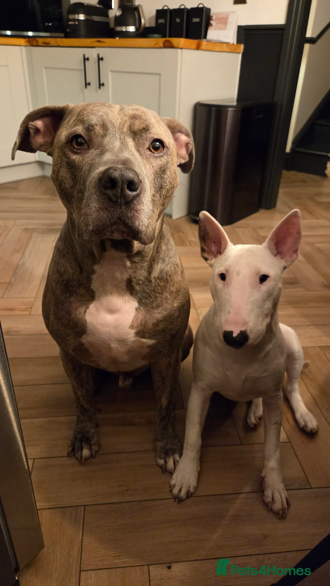 English Bull Terrier dogs for sale: Beautiful Tia - Advert 6