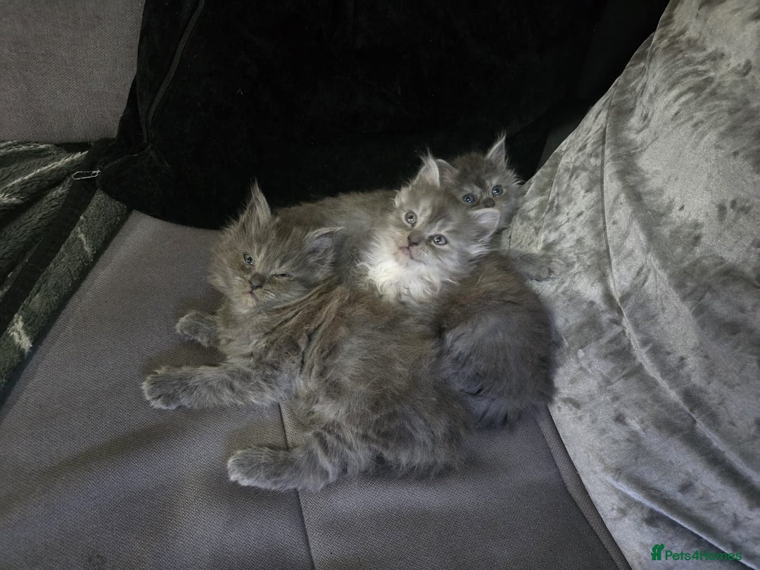 Persian cats for sale: 3 stunning Persian kittens ready now.  - Advert 39