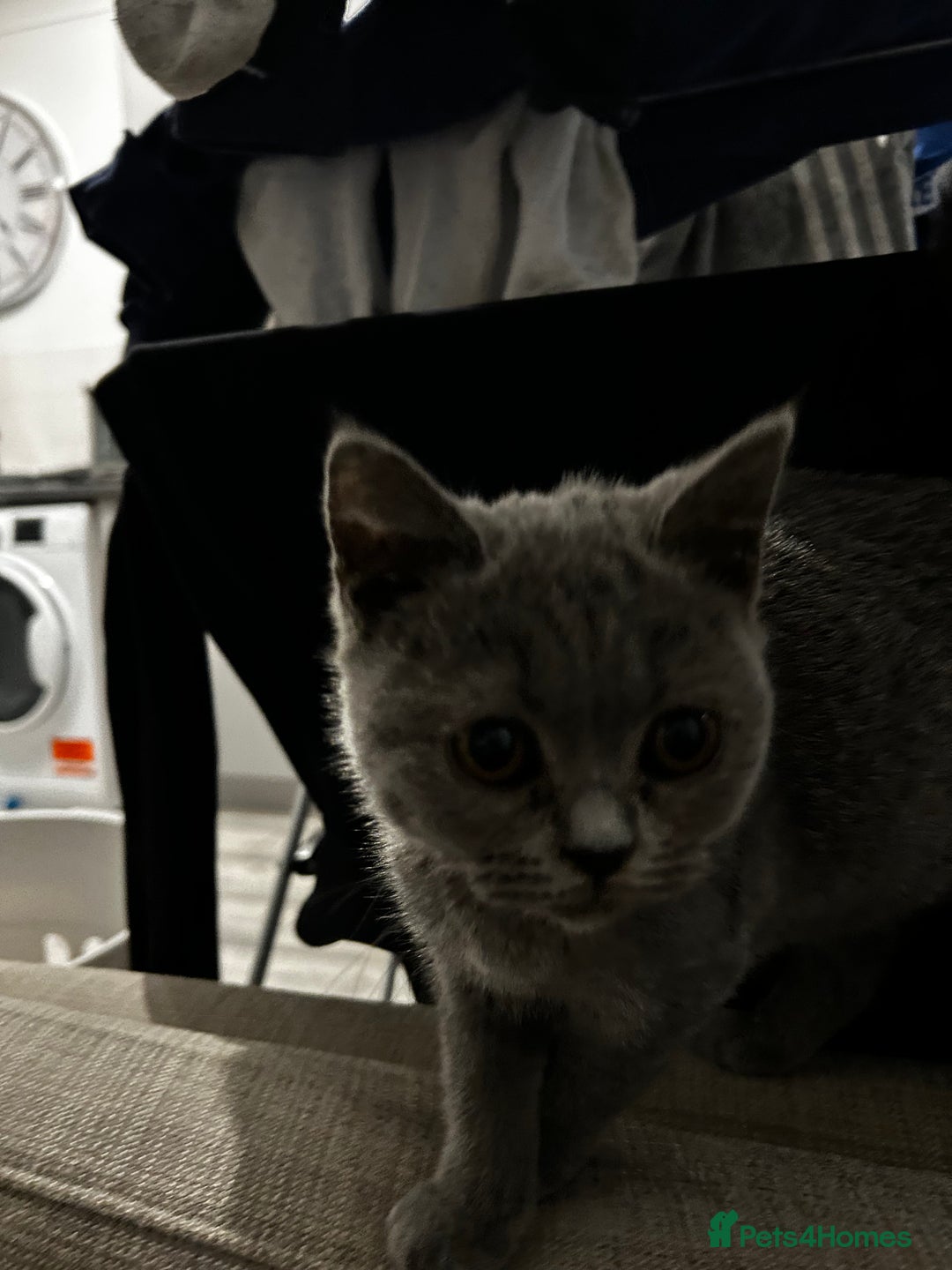 British Shorthair cats for sale: British Shorthair Kitten  - Advert 5