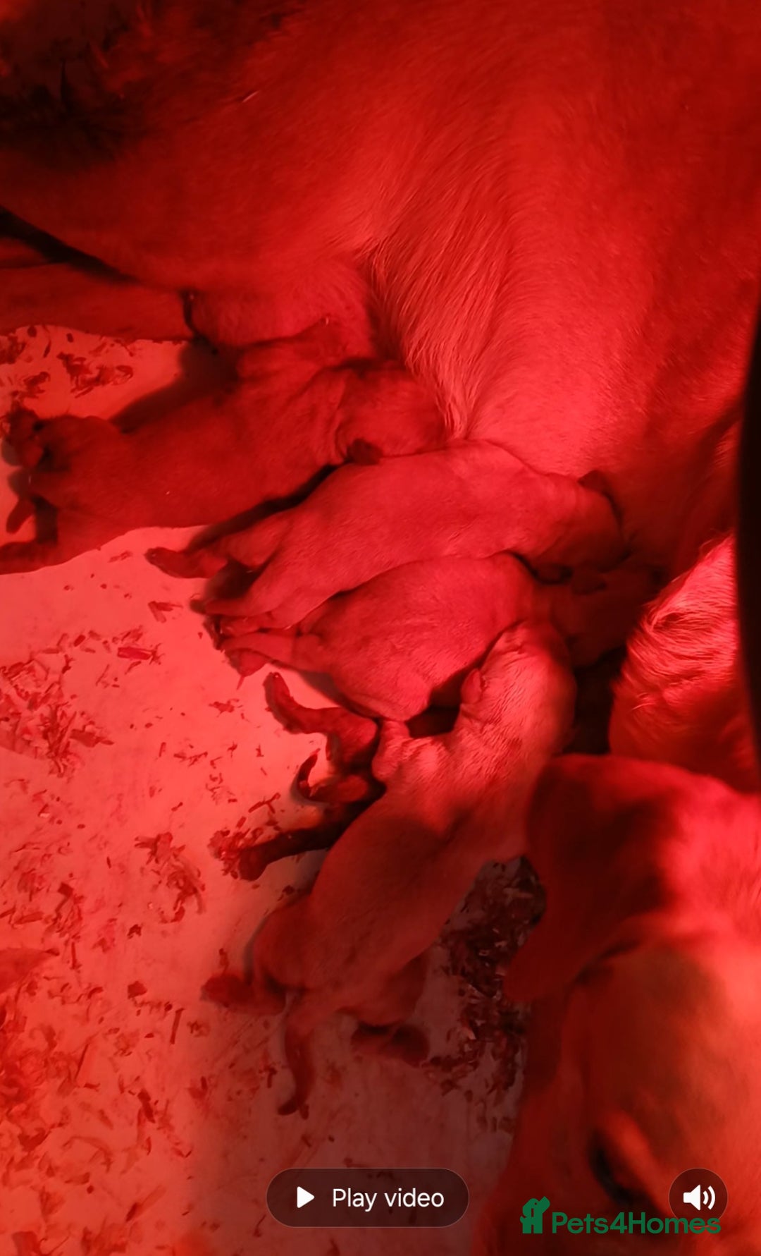 Labrador Retriever dogs for sale: Red labs - Advert 2